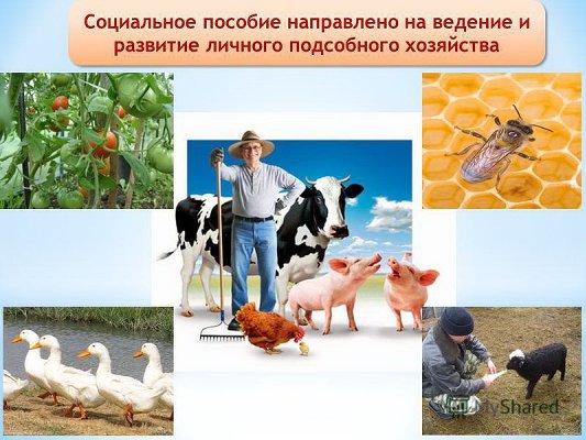 СОЦИАЛЬНЫЙ КОНТРАКТ НА ВЕДЕНИЯ ЛИЧНОГО ПОДСОБНОГО ХОЗЯЙСТВА
